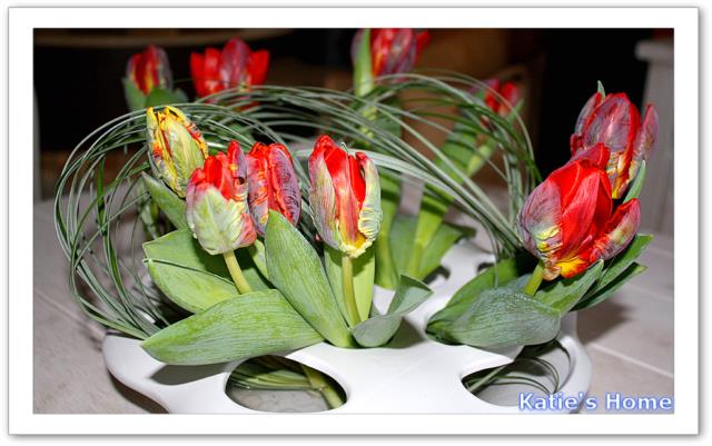 tulipes perroquets